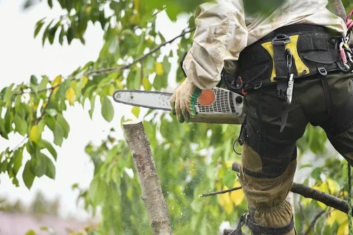 Tree Care Services (3) 4048